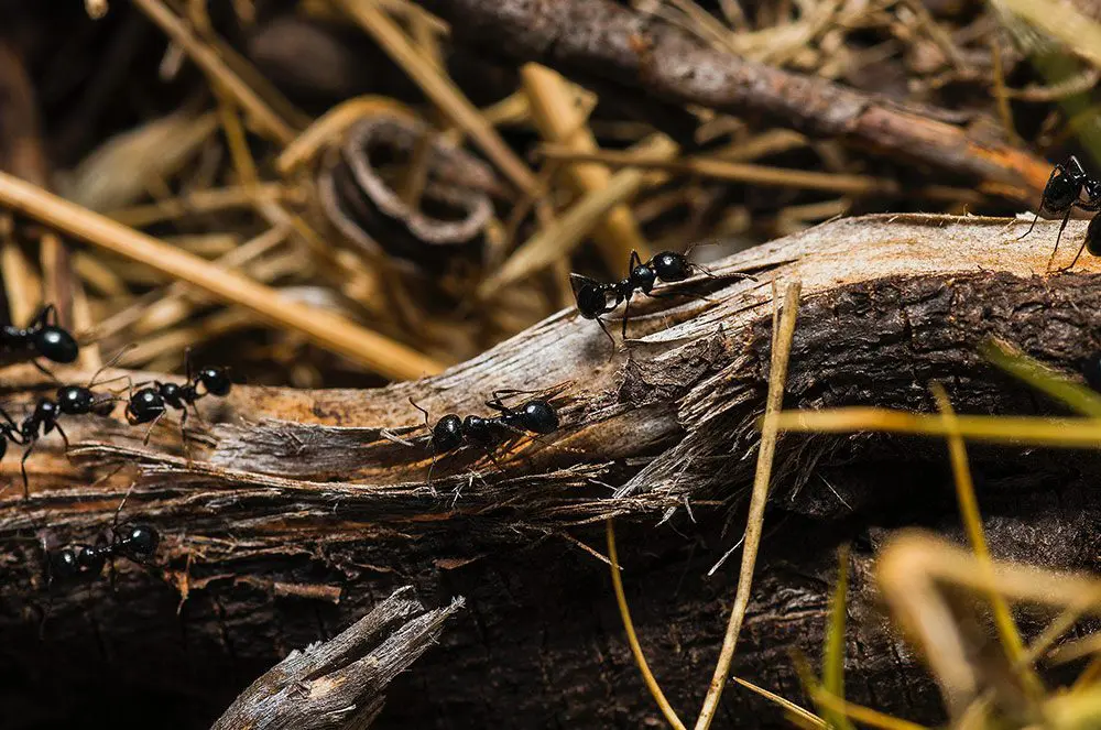 Ant Control Dunsborough