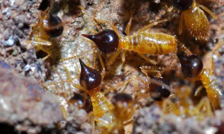 Termites