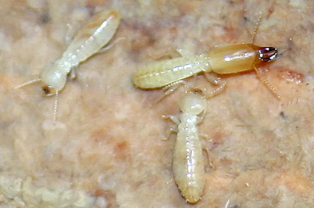 Termite Control Dunsborough