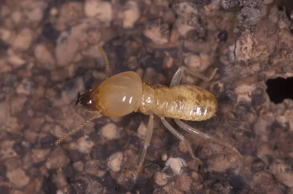 Termite Control Dunsborough